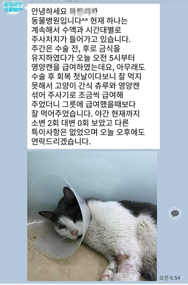 다친 고양이 한번씩만 봐주라..!! 아직도 후원 중이야! | 인스티즈