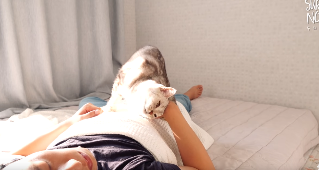 인터넷 랜선 냥이 집사들의 로망 | 인스티즈