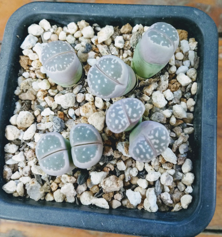 바시아 이미지