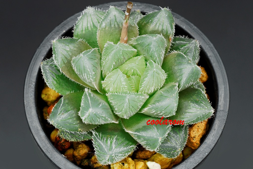 피아그 이미지
