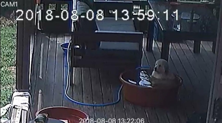 너무 더웠던 댕댕이...jpg | 인스티즈