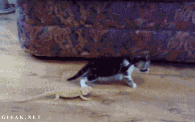 이구아나 처음 본 고양이.GIF | 인스티즈