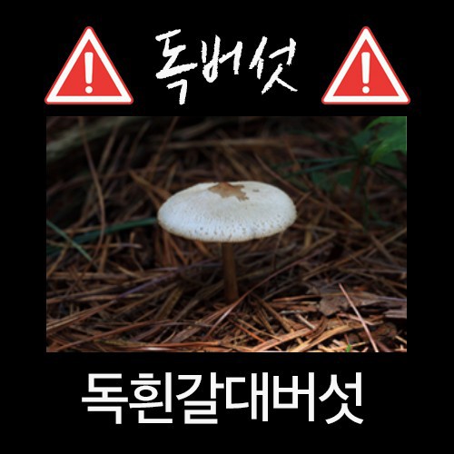 산에서 절대 먹으면 안되는 독버섯 | 인스티즈