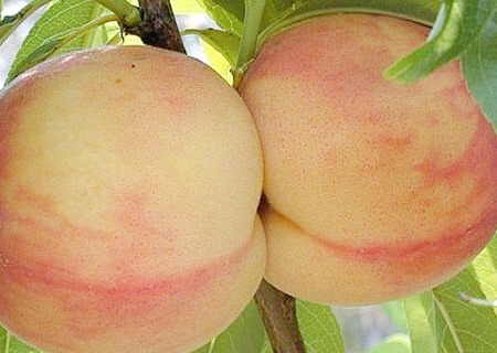 탱글탱글 복숭아 🍑 🔞 | 인스티즈