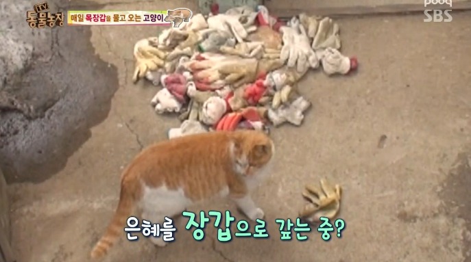 고양이... 지능 수준... | 인스티즈