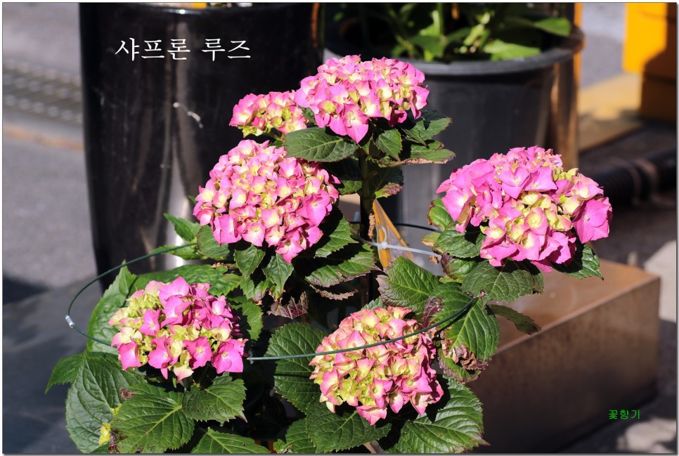 샤프롱 이미지