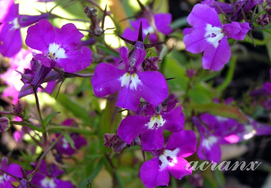 로벨리아(lobelia) 이미지