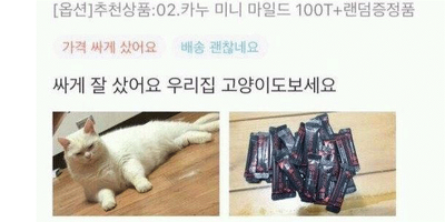 고양이 모시는 집사 종특 | 인스티즈