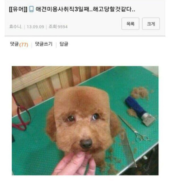 댕댕이 미용 참사 | 인스티즈