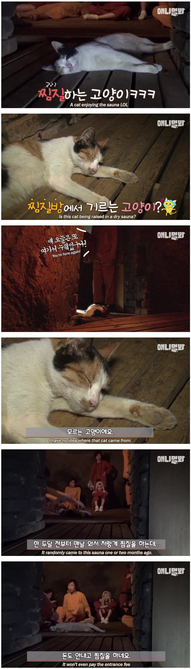  찜질방 고양이 | 인스티즈