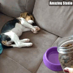 강아지 깨우는 법.gif | 인스티즈
