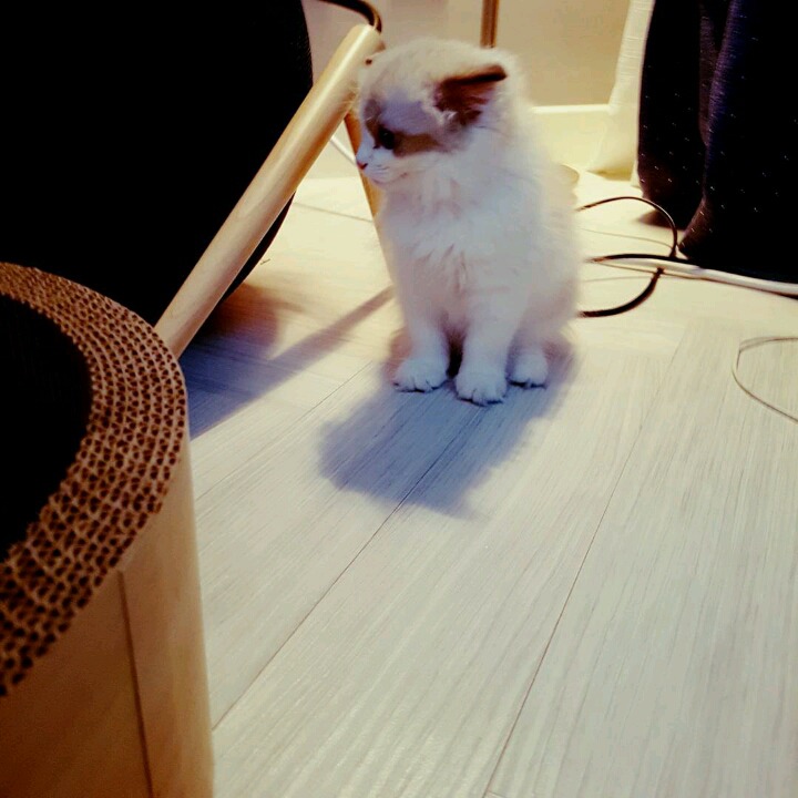 걸스데이 소진이 기르는 고양이 룽지 | 인스티즈
