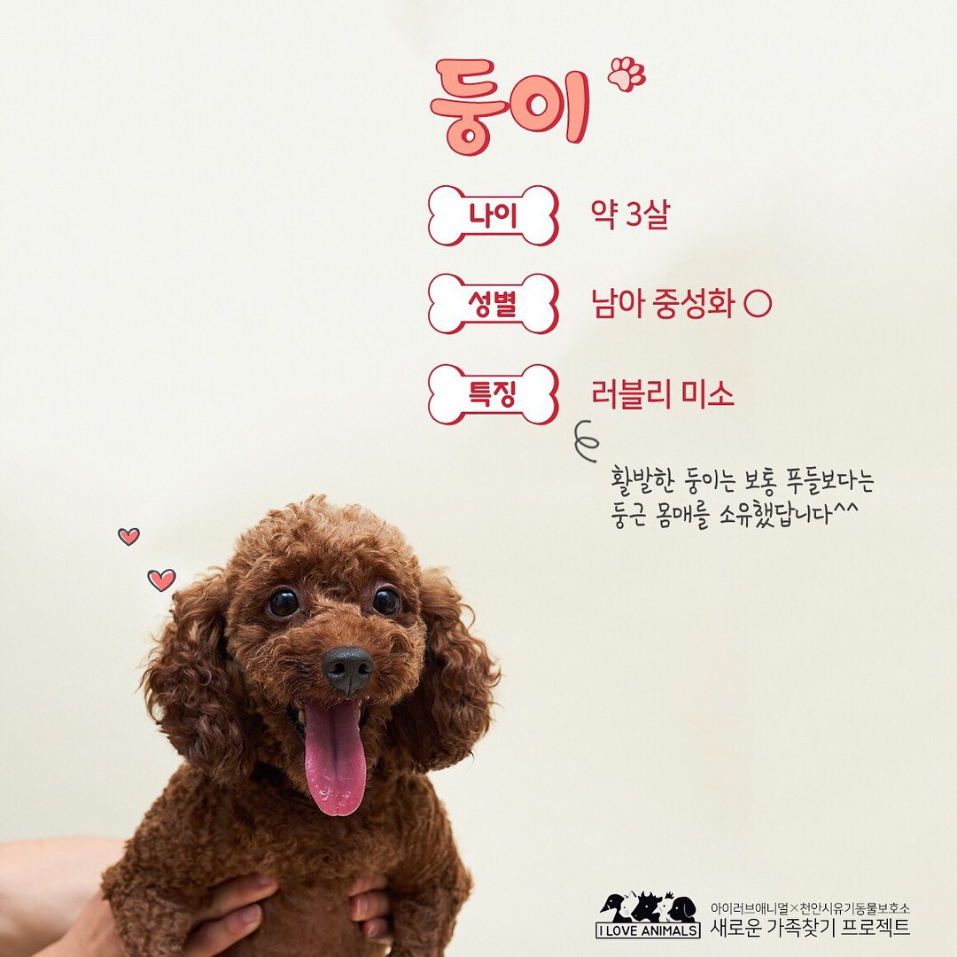우리는 언제 가족이 생기나요? 사지 말고 입양하세요! | 인스티즈