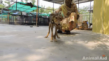 죽기 직전 사람들을 향해 꼬리를 흔든 강아지의 의지.gif | 인스티즈