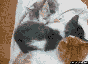 끔찍하게 압사된 고양이.gif | 인스티즈