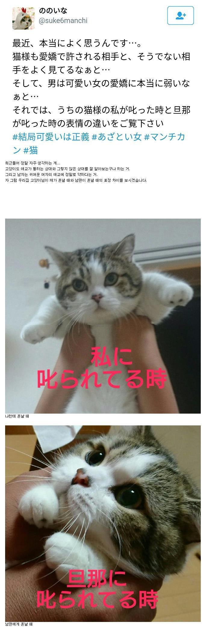 사람 차별하는 냥냥이.jpg | 인스티즈
