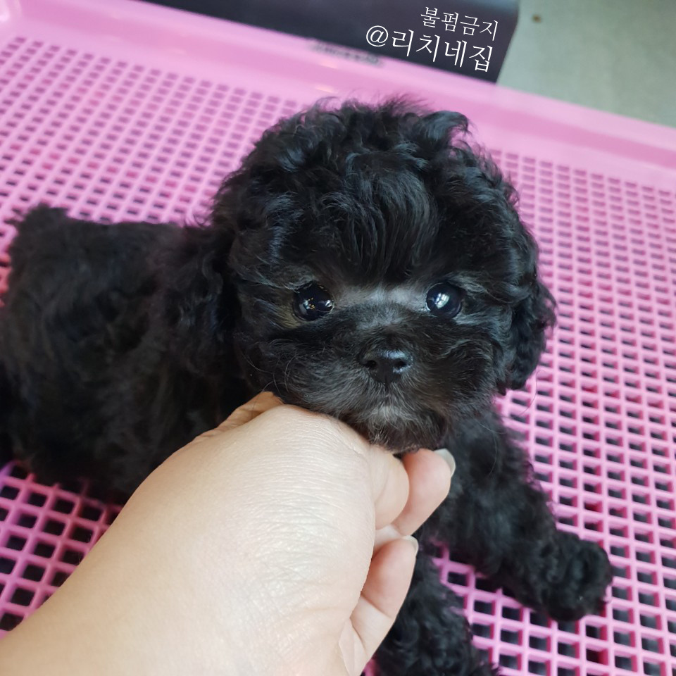 실버리치 이미지