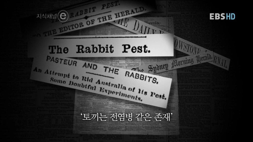 호주의 토끼전쟁 | 인스티즈