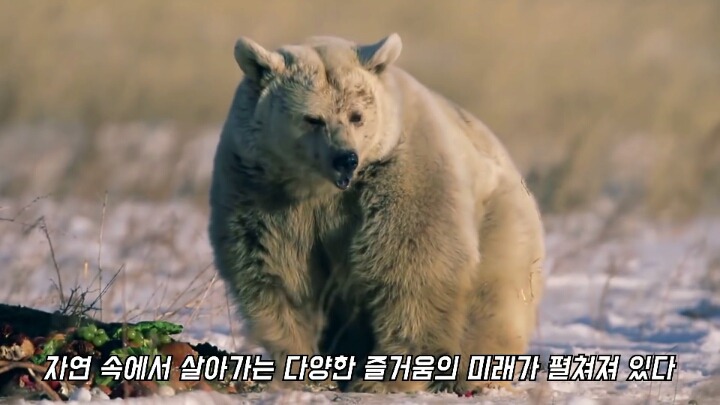 30년간 학대받은 곰 자연으로 돌아간 후 놀라운 변화 | 인스티즈