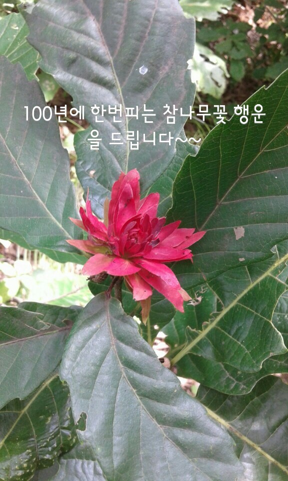운의 이미지