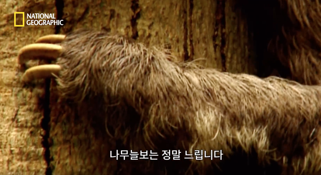 나무늘보 미워하지 않았으면 좋겠는 이유...jpg | 인스티즈