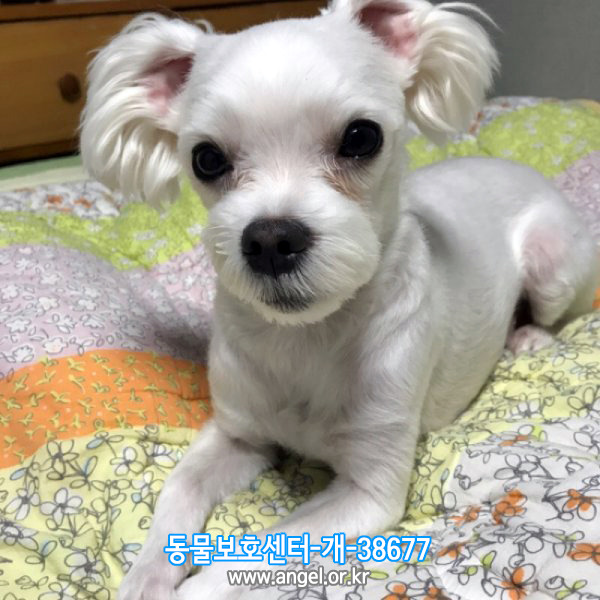 수컷 이미지