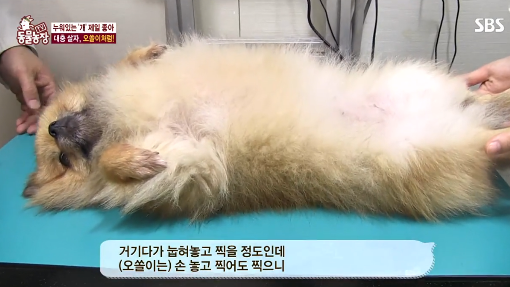 [동물농장] 누워있길 좋아하는 강아지 오쏠이 | 인스티즈