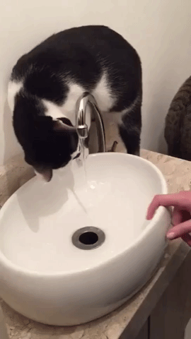 무언가를 깨달은 고양이.gif | 인스티즈