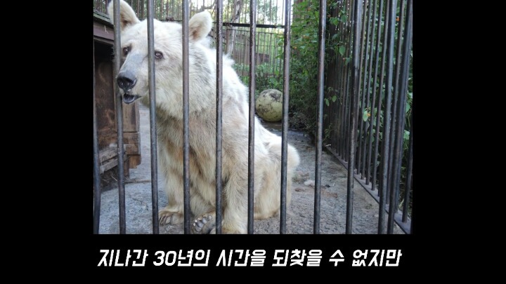 30년간 학대받은 곰 자연으로 돌아간 후 놀라운 변화 | 인스티즈