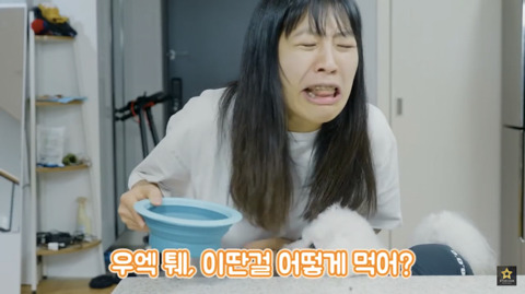 밥먹을때 강아지가 쳐다보는 이유 | 인스티즈