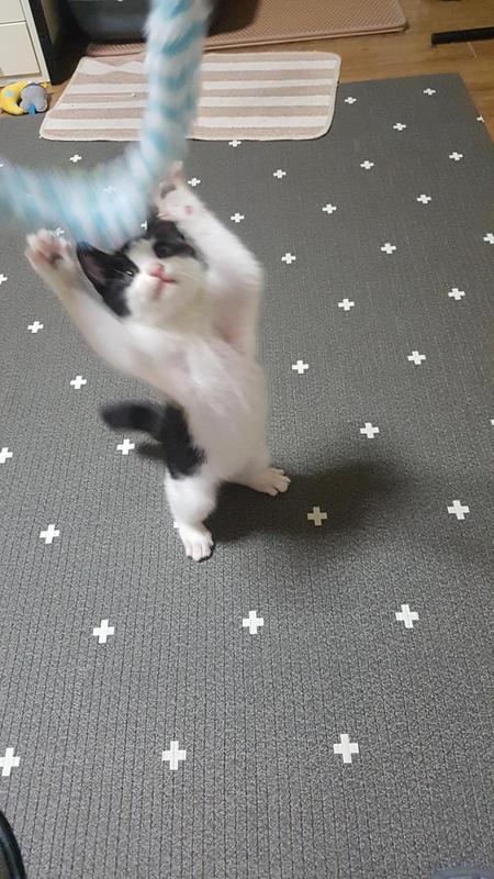 고양이 낚싯대 | 인스티즈