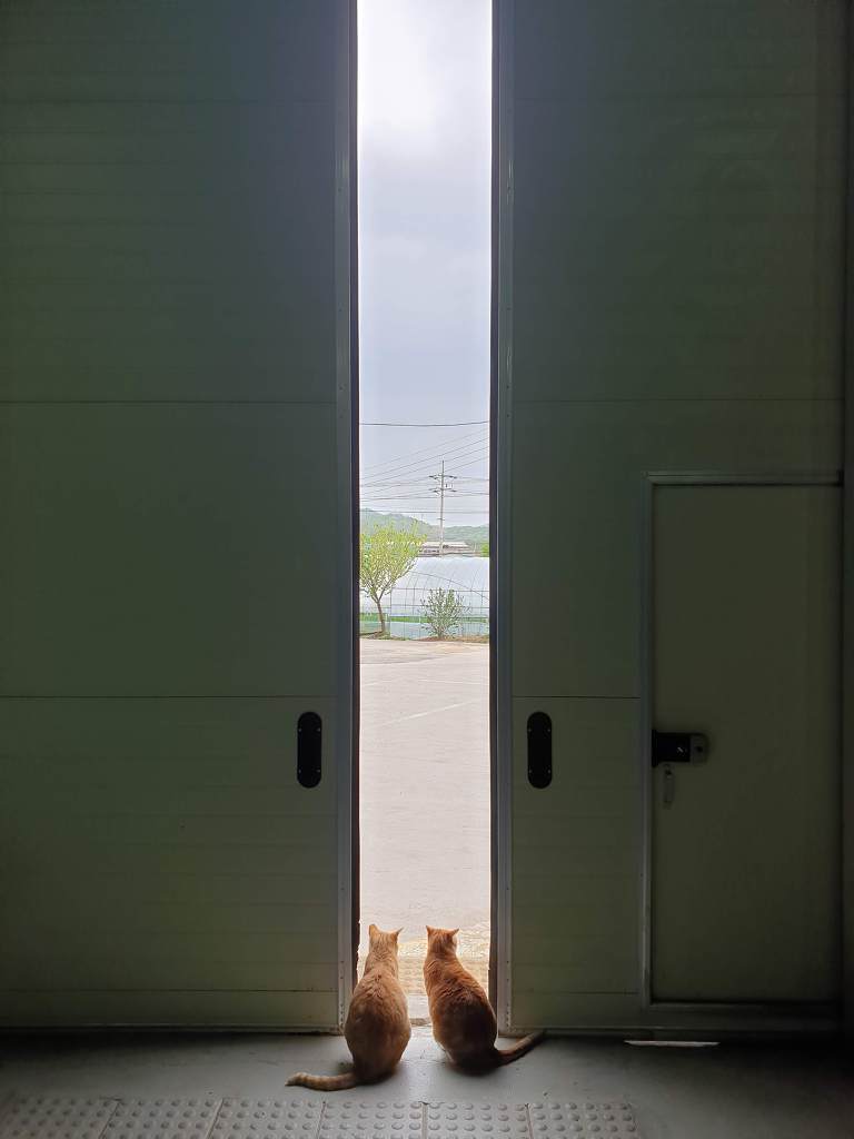무적의 고양이 노랑이 | 인스티즈