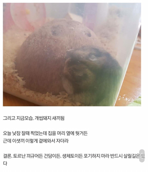 수의사도 포기한 등 찢어진 햄스터 수술해서 살려낸 디씨인 (사진 주의) | 인스티즈