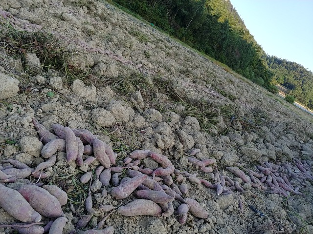 단밤 이미지
