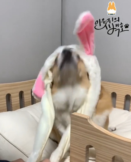 인싸템이 싫은 백호.jpgif | 인스티즈