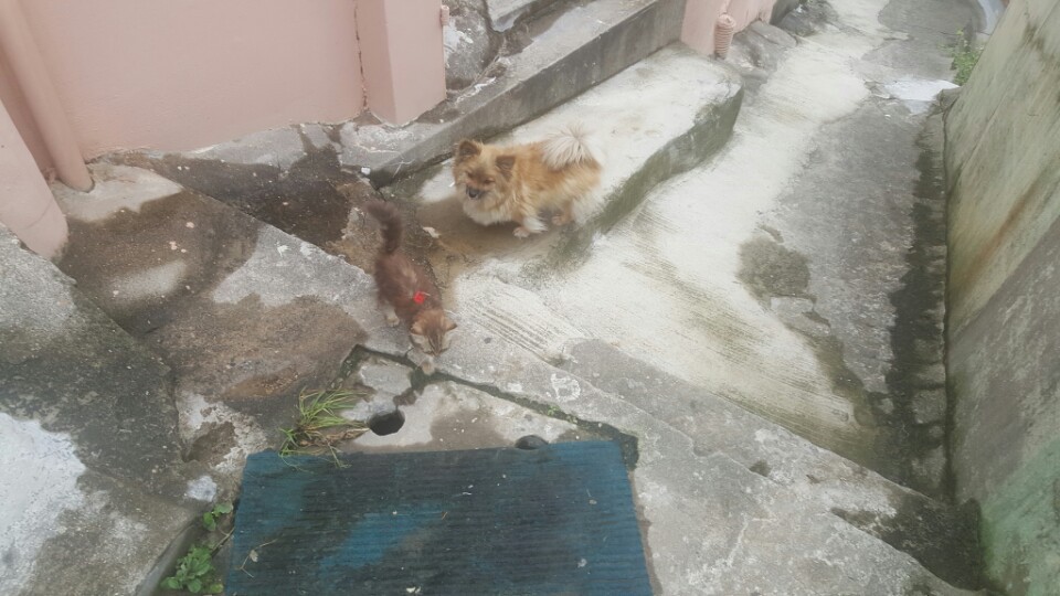 저희집 댕댕이랑 옆집 아깽이~ | 인스티즈