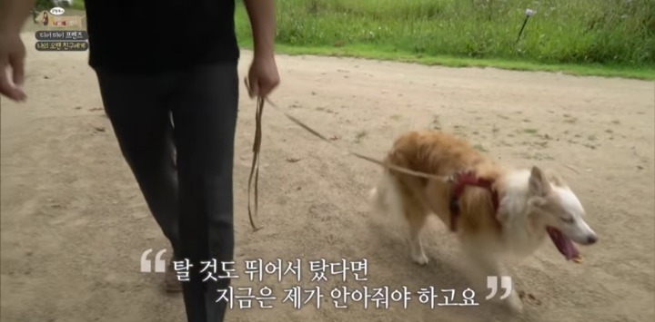 [세나개] 여러분에게 노견은 어떤 의미인가요? | 인스티즈