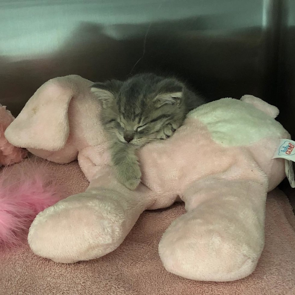 크리스마스 장식품 박스에 버려졌던 윙크 고양이 | 인스티즈