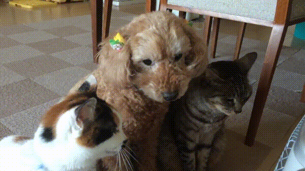 나는 냥이다 나는 냥이다.gif | 인스티즈