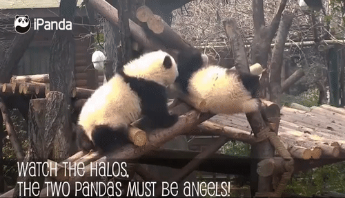 팬더 🐼 굴러다니는 게시물 | 인스티즈