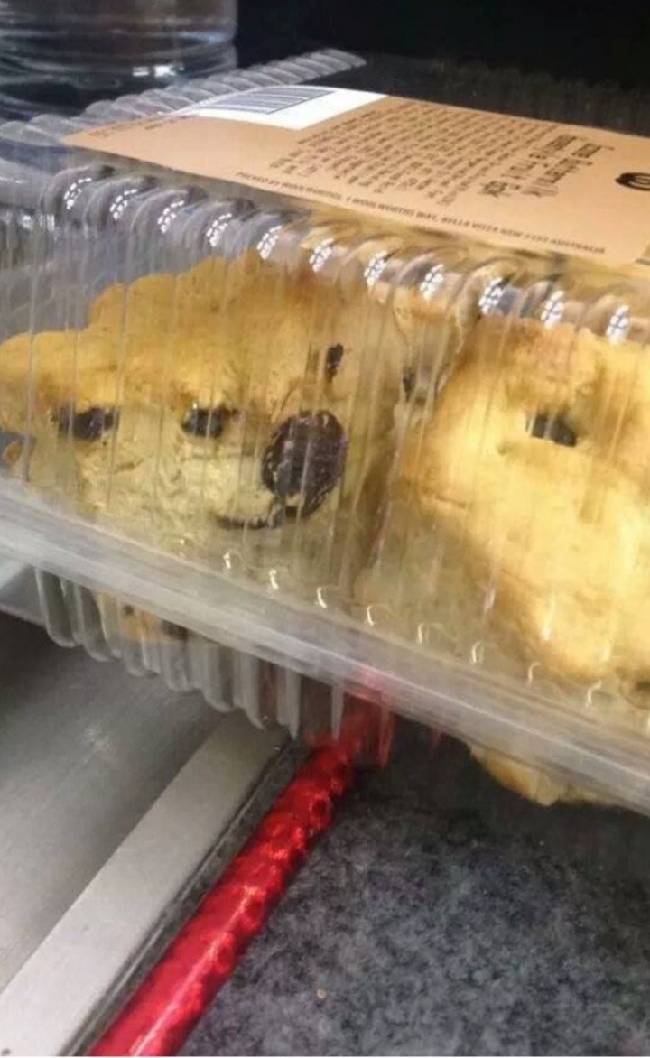 호에에엥 주인님 그건 가짜애오 | 인스티즈