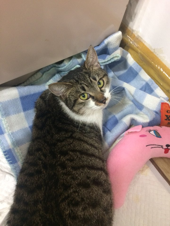 박스안에서 버려진채 떨고있던 고양이 쿠키를 도와주세요! +따뜻한 가족이되어줄 입양처를 찾습니다! | 인스티즈