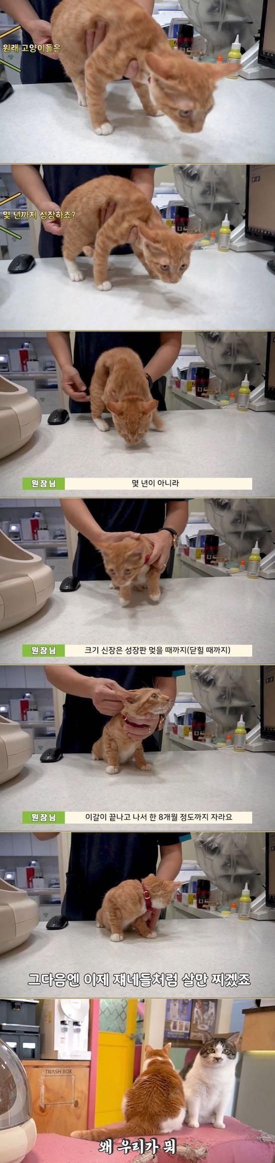 수의사가 말하는 고양이의 성장 | 인스티즈