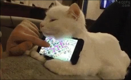 집에 키우는 냥이 활용법 | 인스티즈