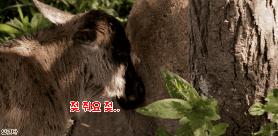 야생에서 일어난 기적적인 재회 | 인스티즈