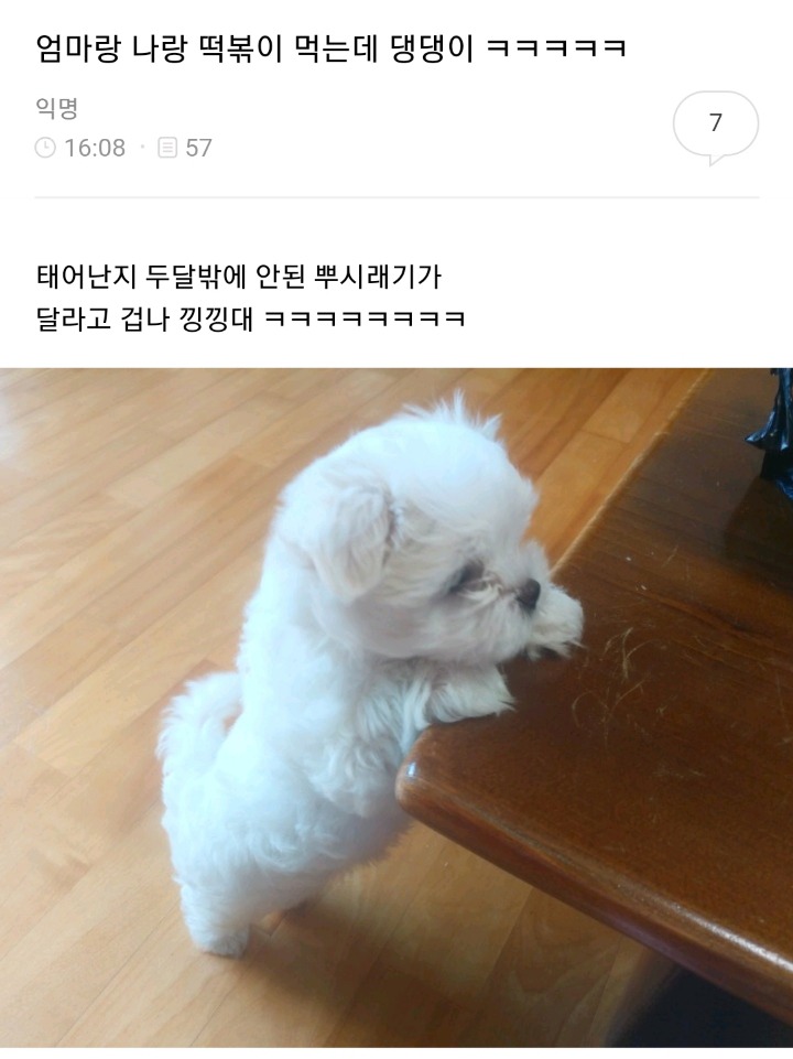 작고 소중한 뿌시래기들 | 인스티즈