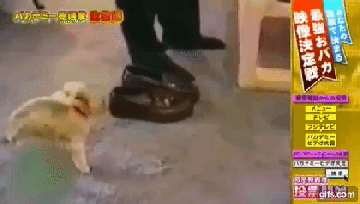 [데이터주의] 렬루다가 개 모음 | 인스티즈