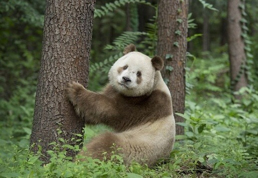 털 색깔 때문에 무리에서 왕따 당한다는 갈색 판다.jpg | 인스티즈