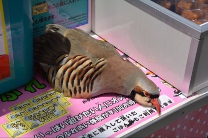 더위에 지친 새찡...jpg | 인스티즈
