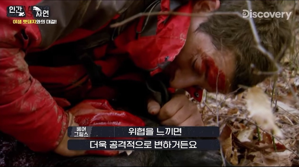 돼지 사냥하는 베어그릴스.gif | 인스티즈